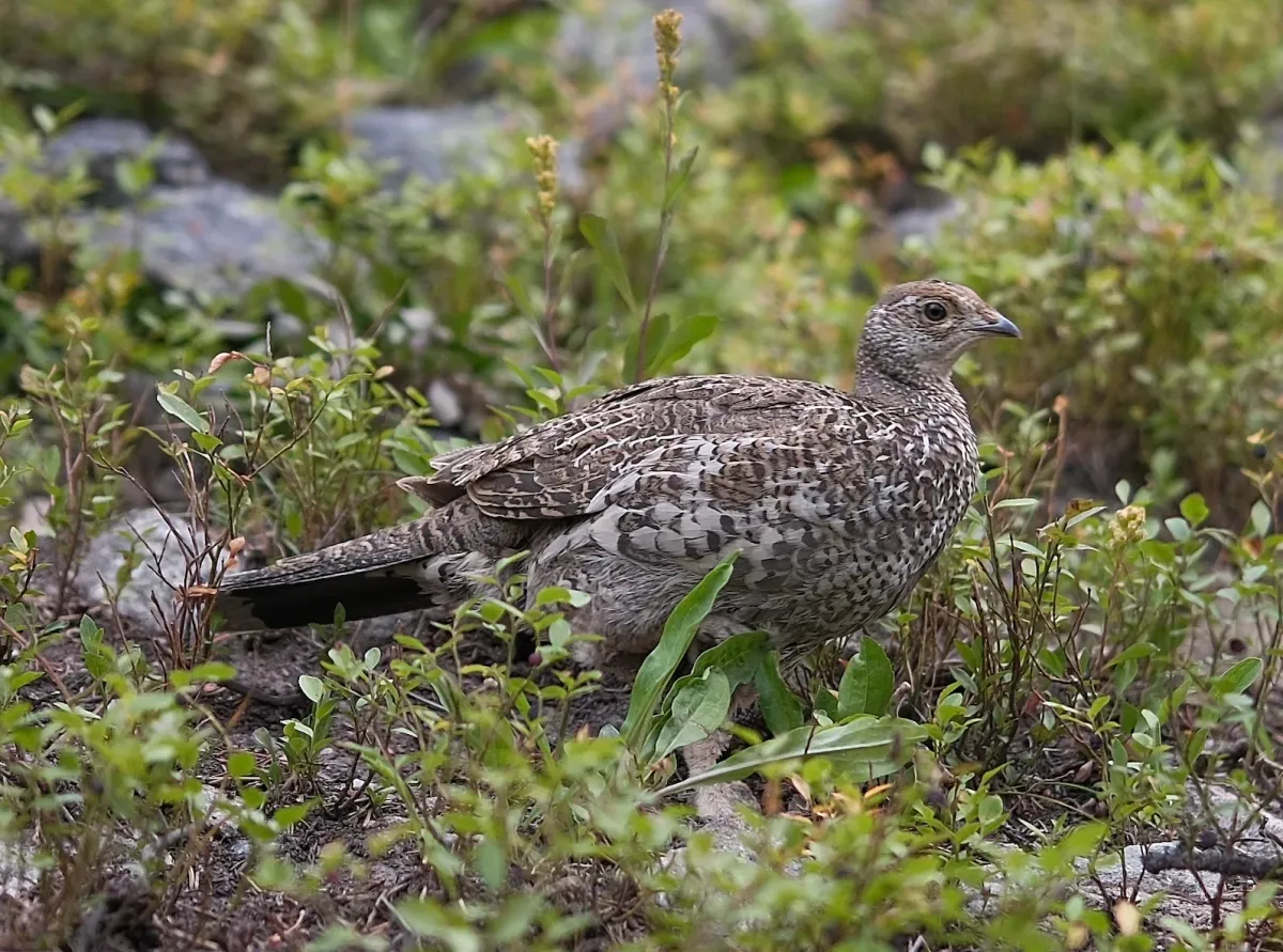 Dusky Grouse, photographed