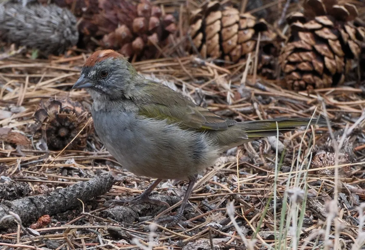 Green-tailed Towhee, photographed