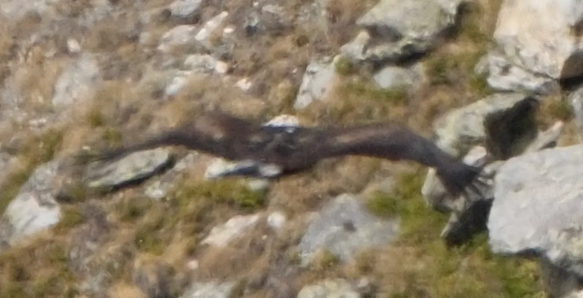 Golden Eagle, photographed