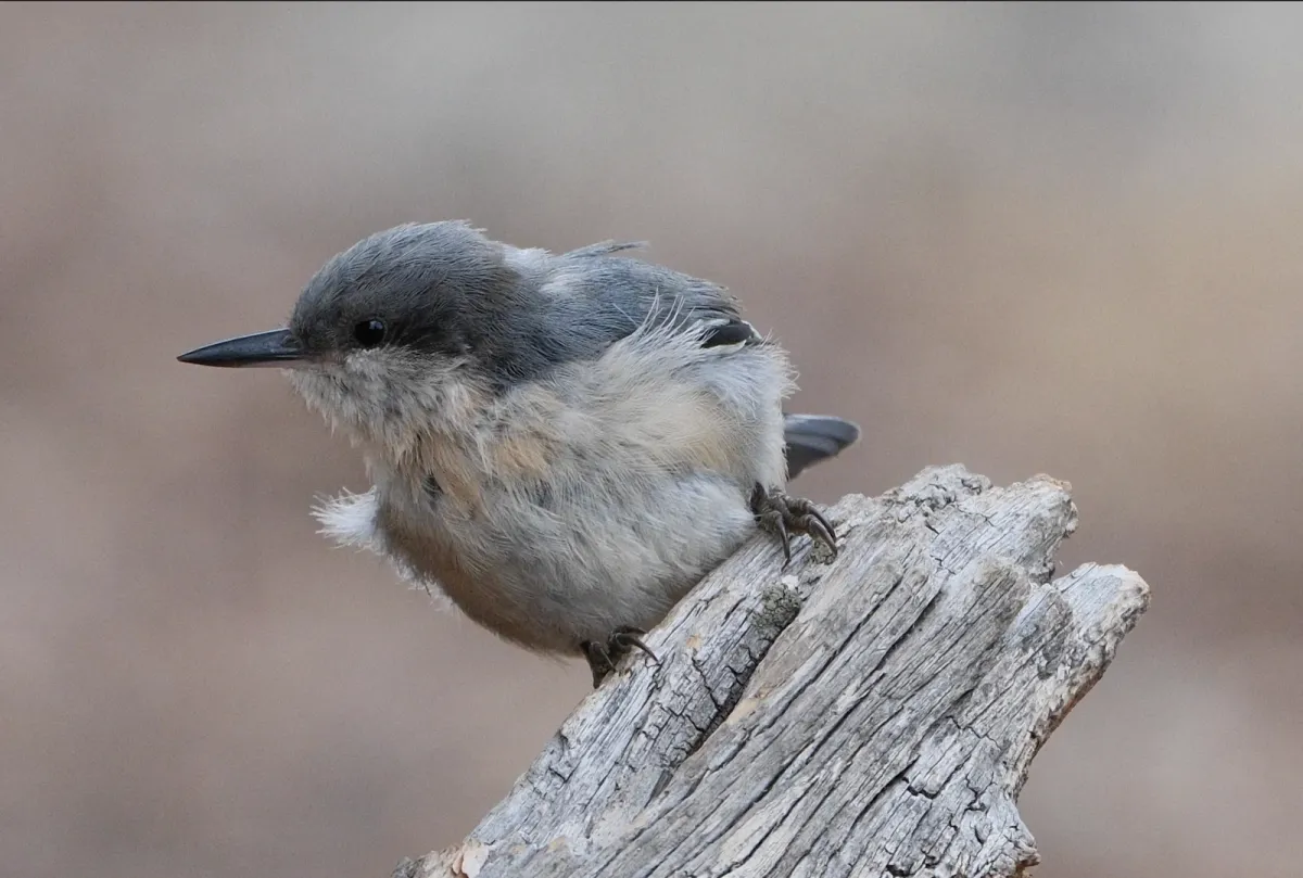 Pygmy Nuthatch, photographed