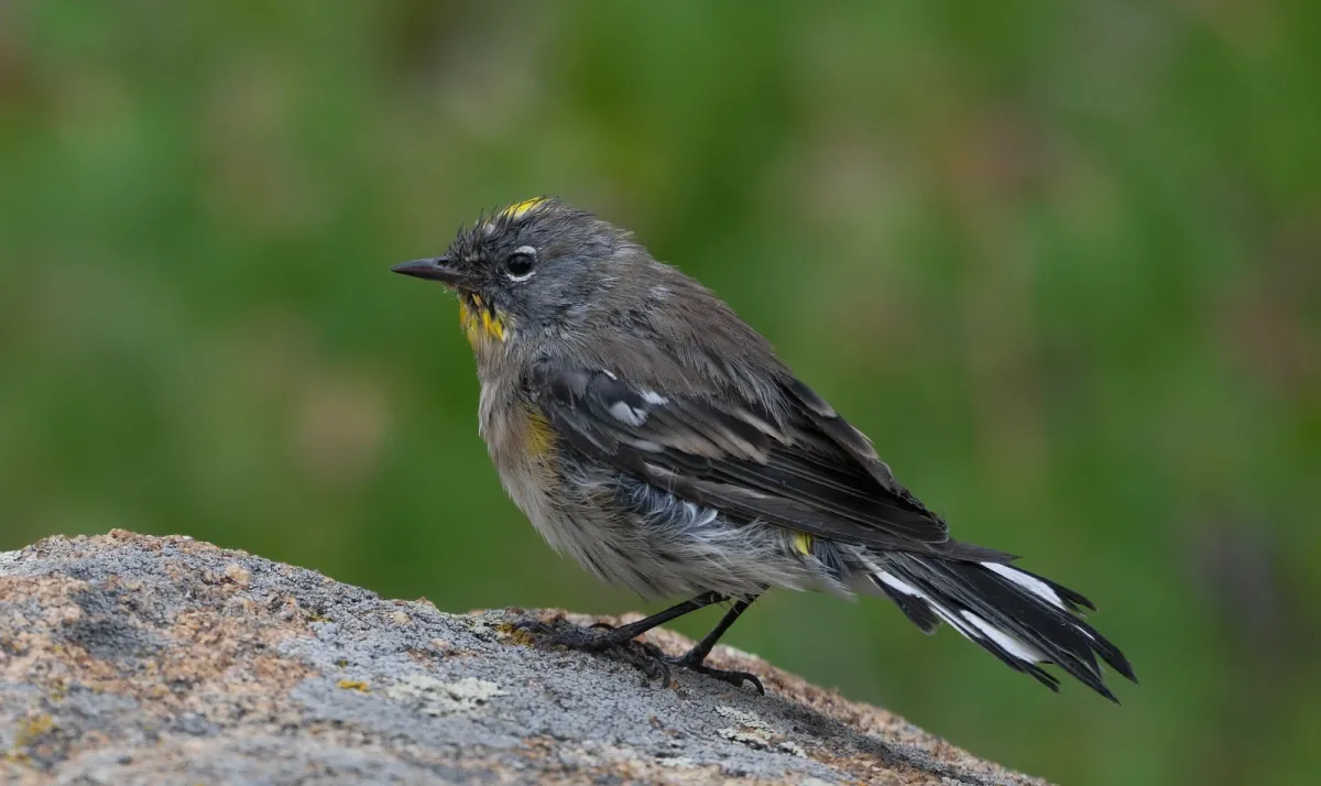 Yellow-rumped Warbler, photographed