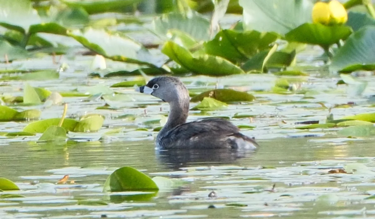 Pied-billed Grebe, photographed