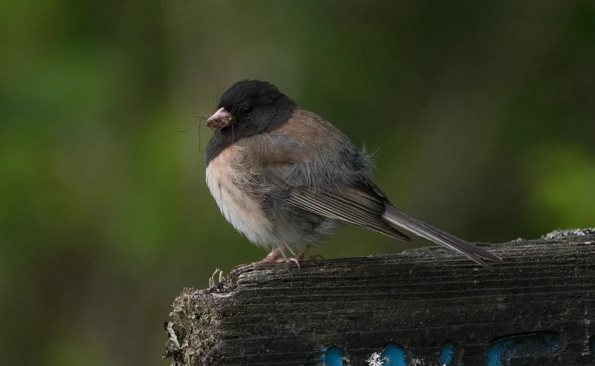 Dark-eyed Junco, photographed