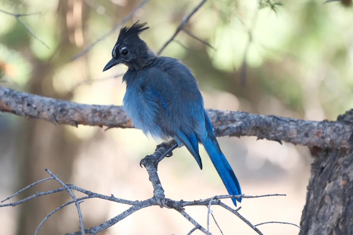 Steller's Jay, photographed