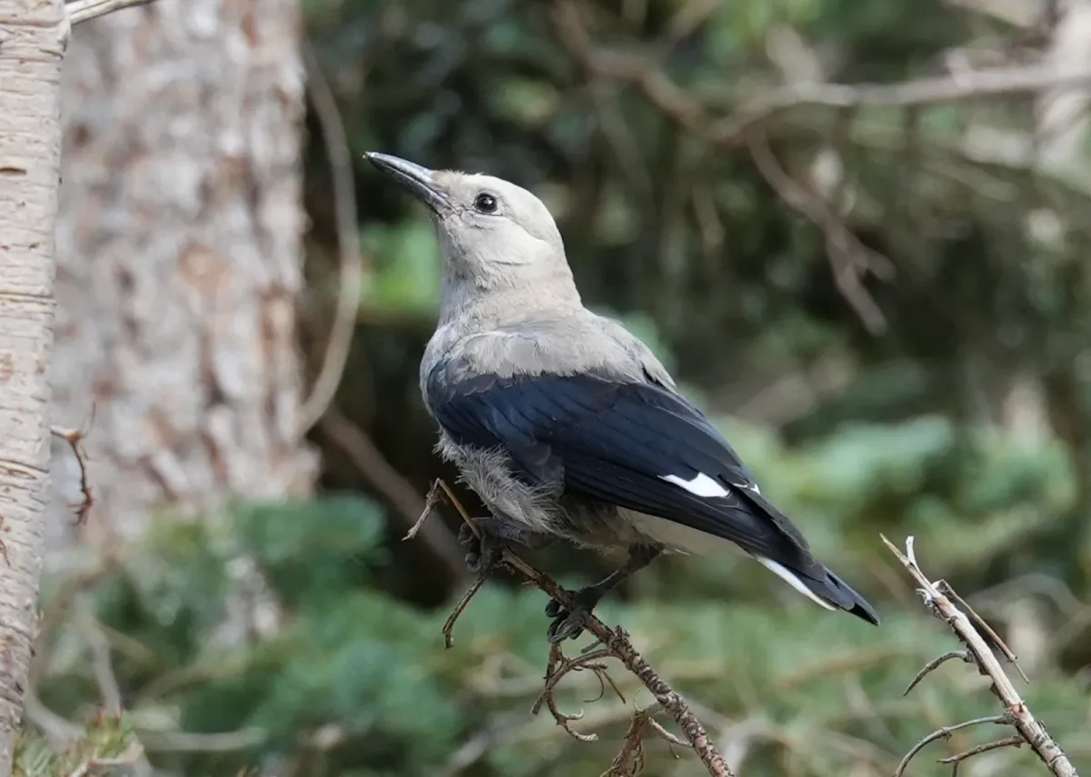 Clark's Nutcracker, photographed