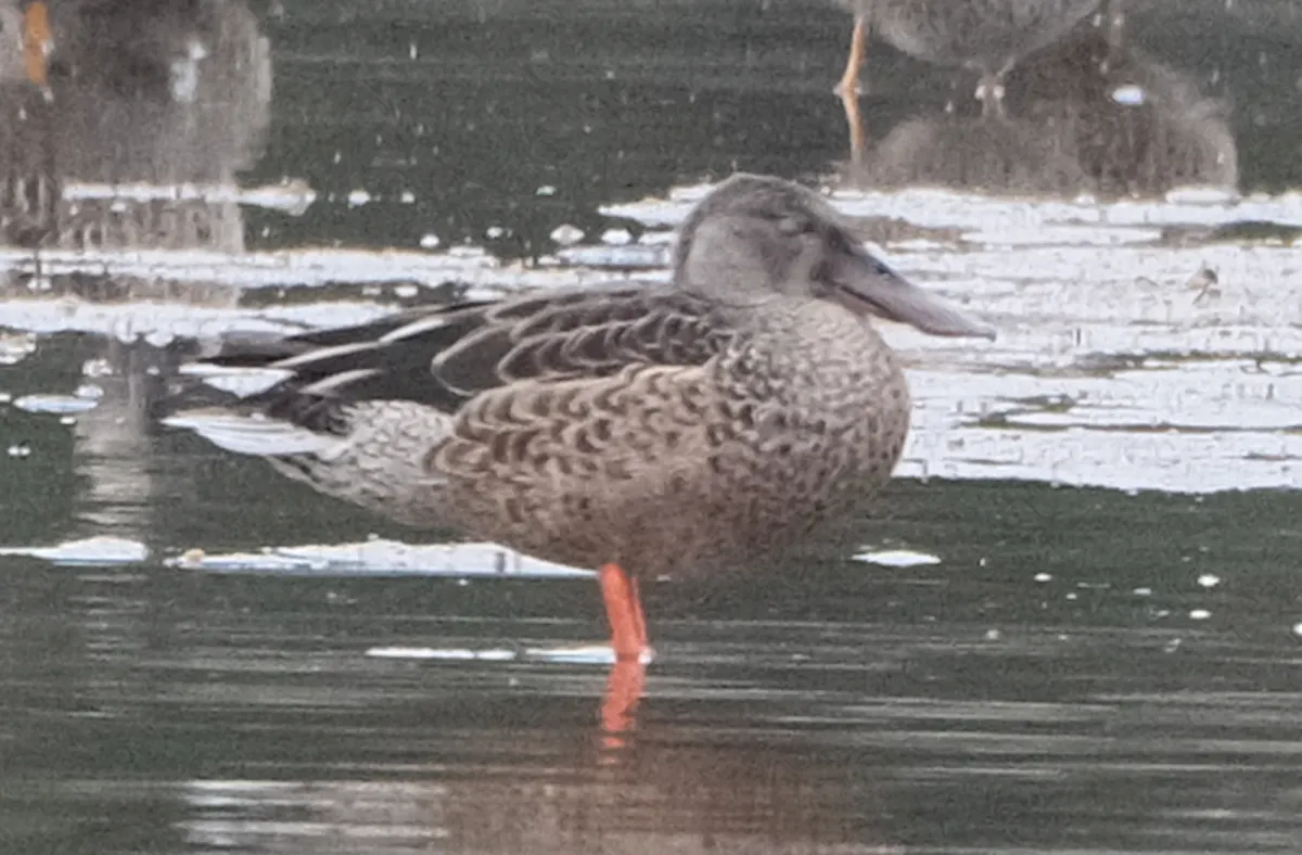 Northern Shoveler, photographed