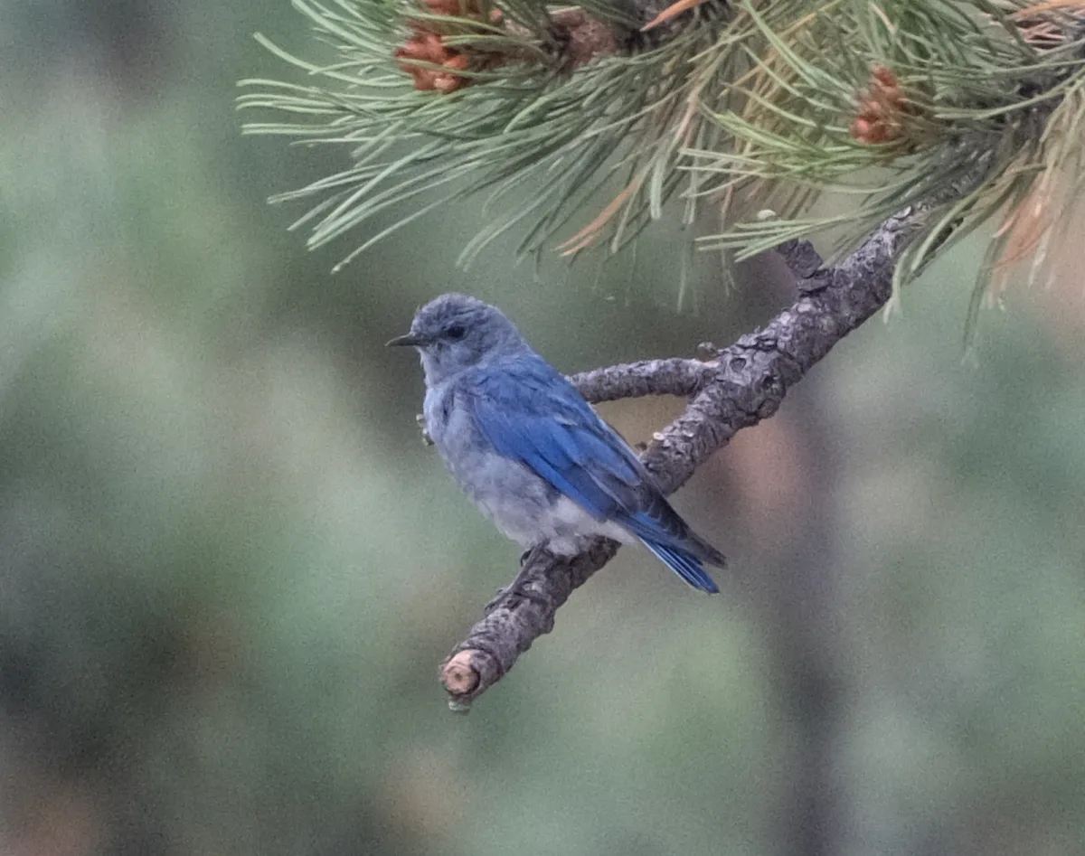 Mountain Bluebird, photographed