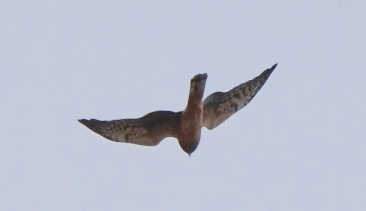 Northern Harrier, photographed