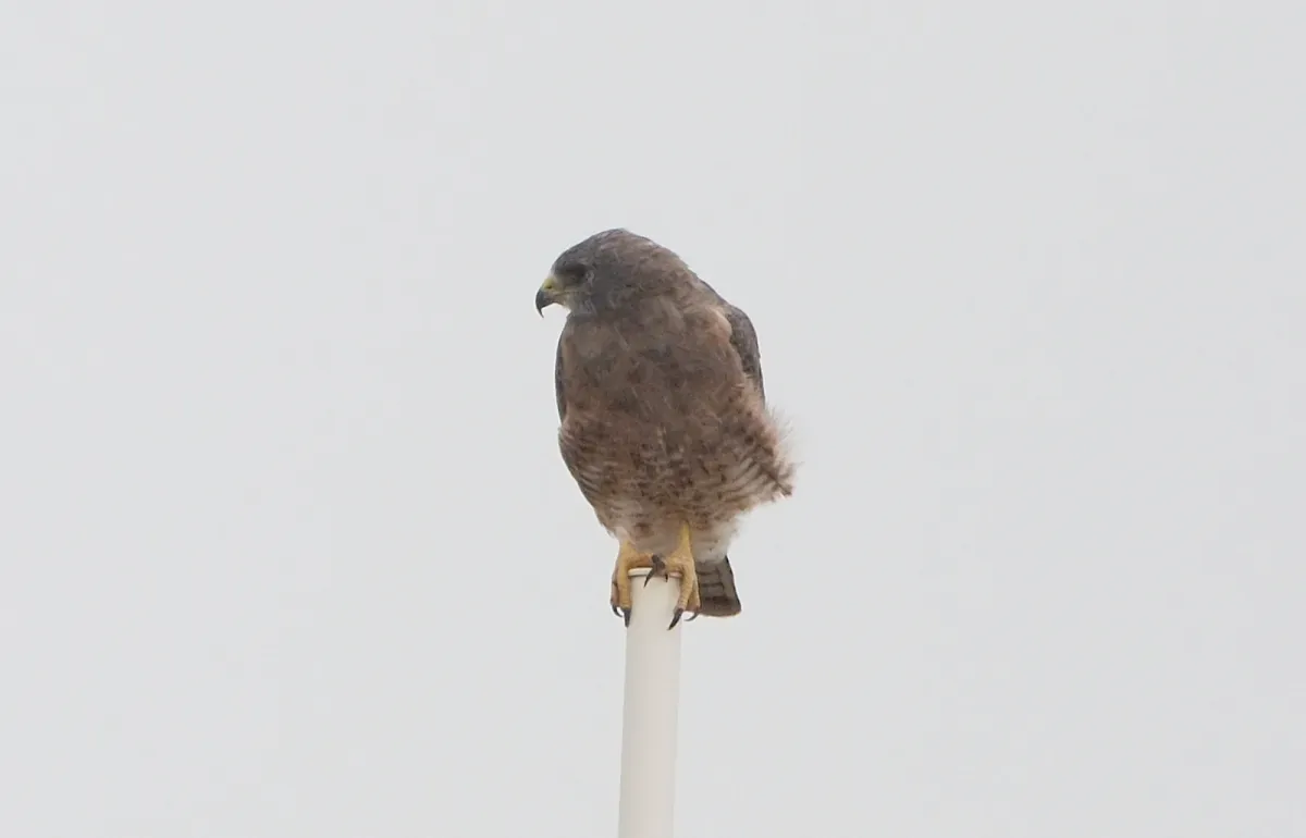 Swainson's Hawk, photographed