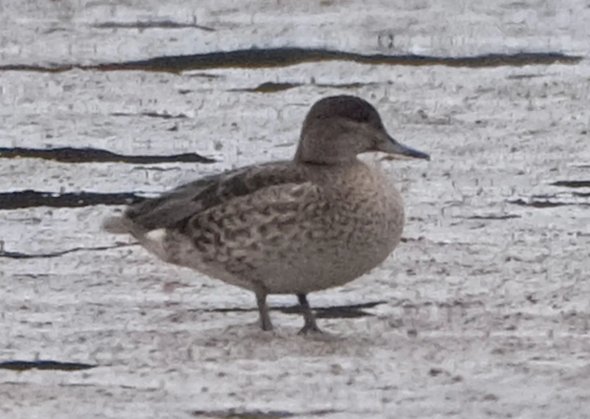 Green-winged Teal, photographed