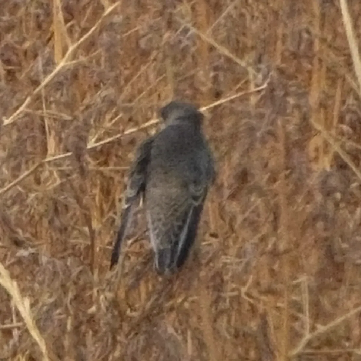Bank Swallow, photographed