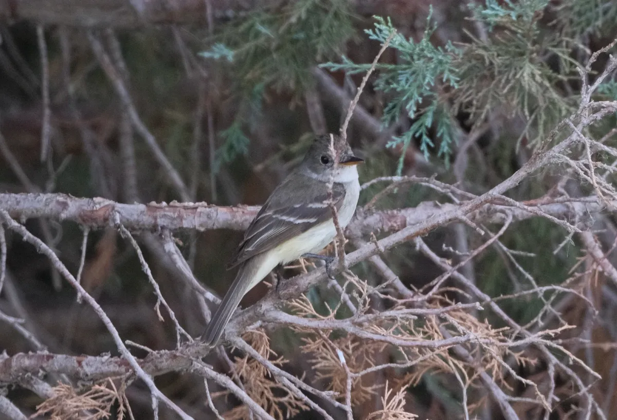 Alder Flycatcher, photographed
