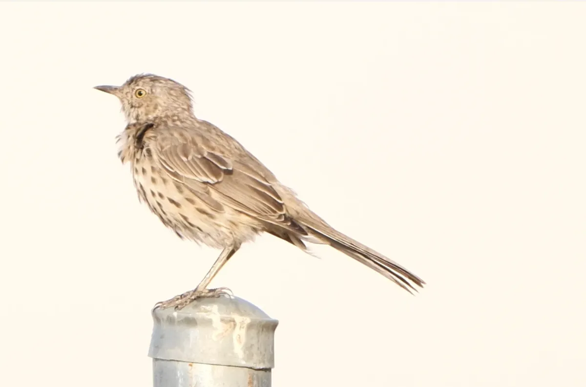 Sage Thrasher, photographed