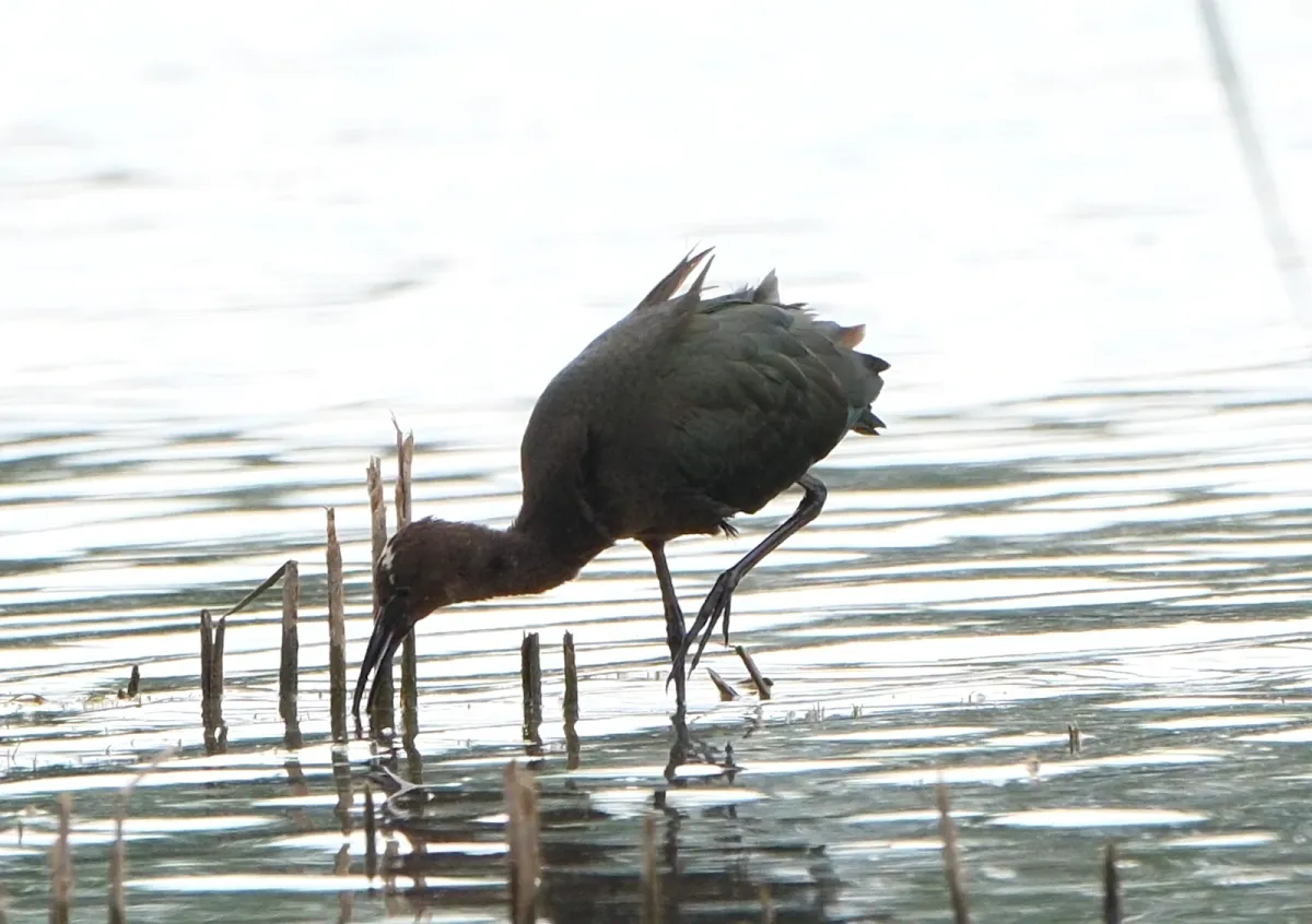 White-faced Ibis, photographed