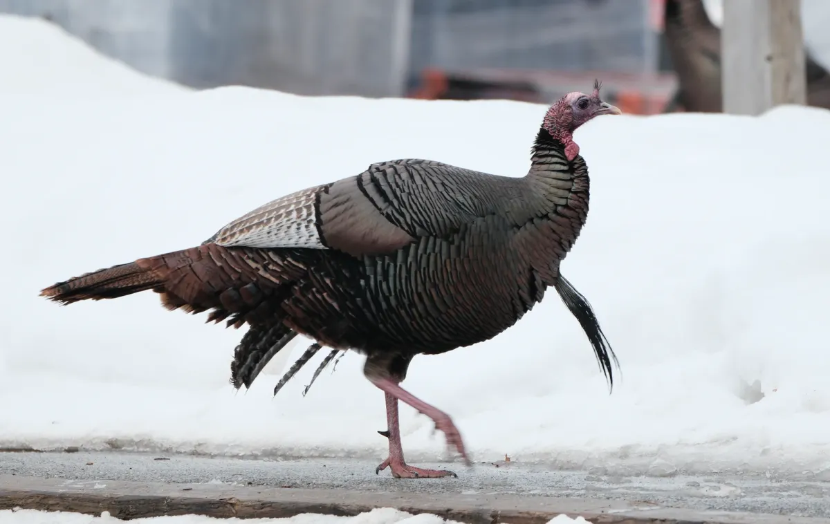 Wild Turkey, photographed
