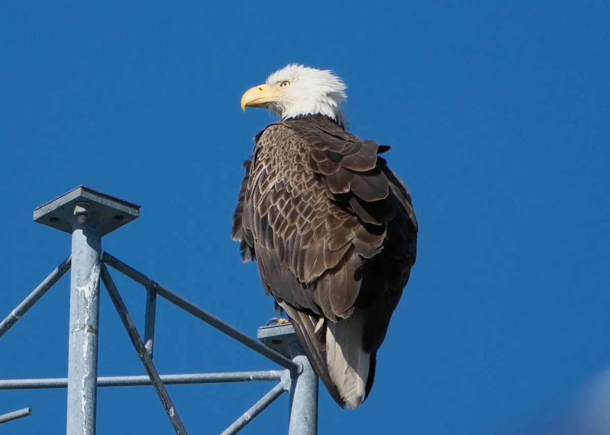 Bald Eagle, photographed