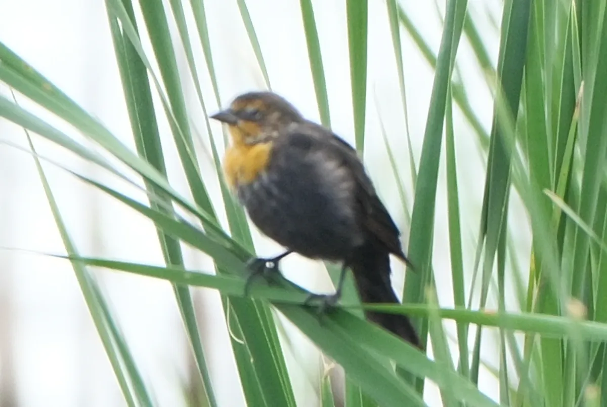Yellow-headed Blackbird, photographed