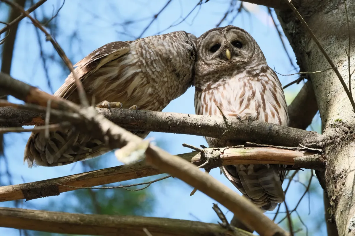 Barred Owl, photographed
