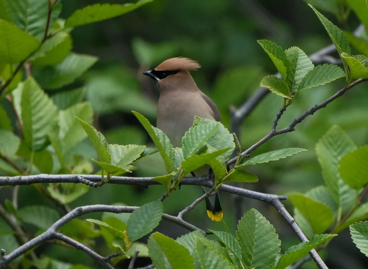 Cedar Waxwing, photographed