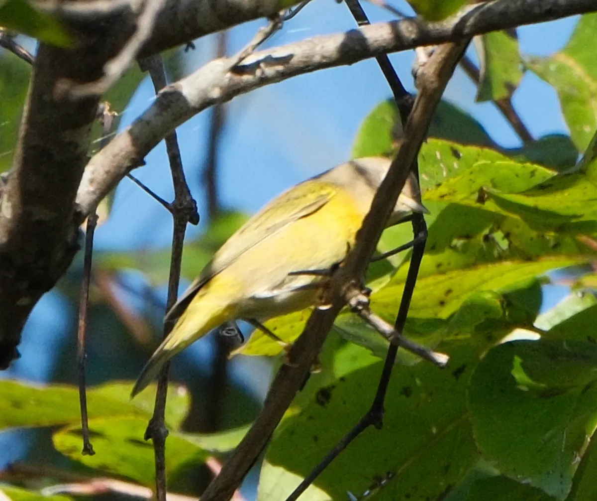 Nashville Warbler, photographed