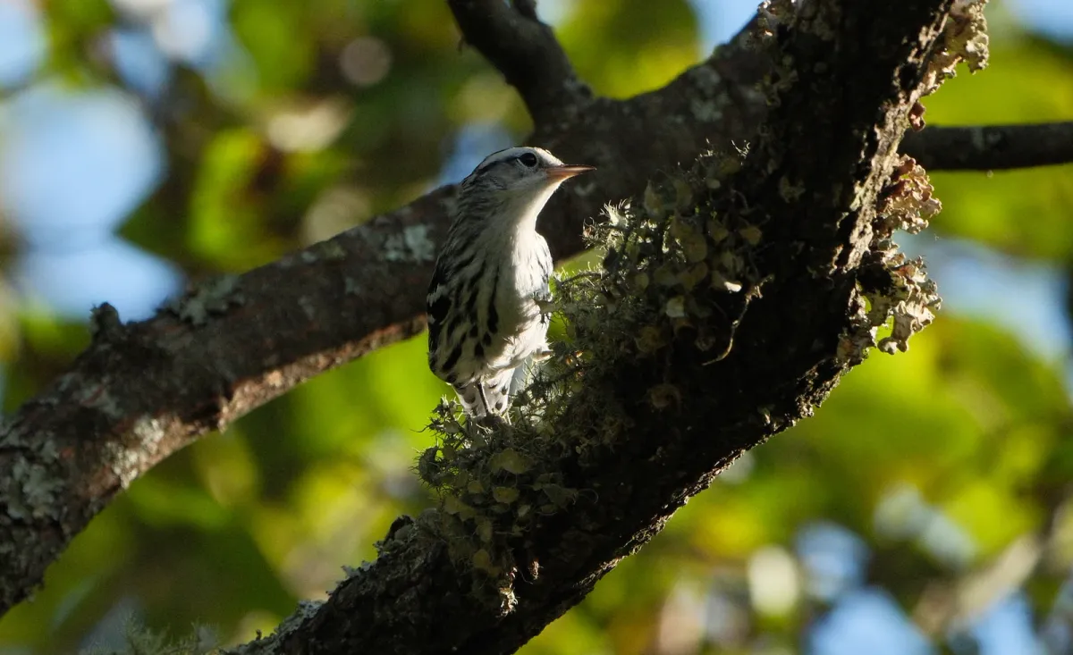 Black-and-White Warbler, photographed