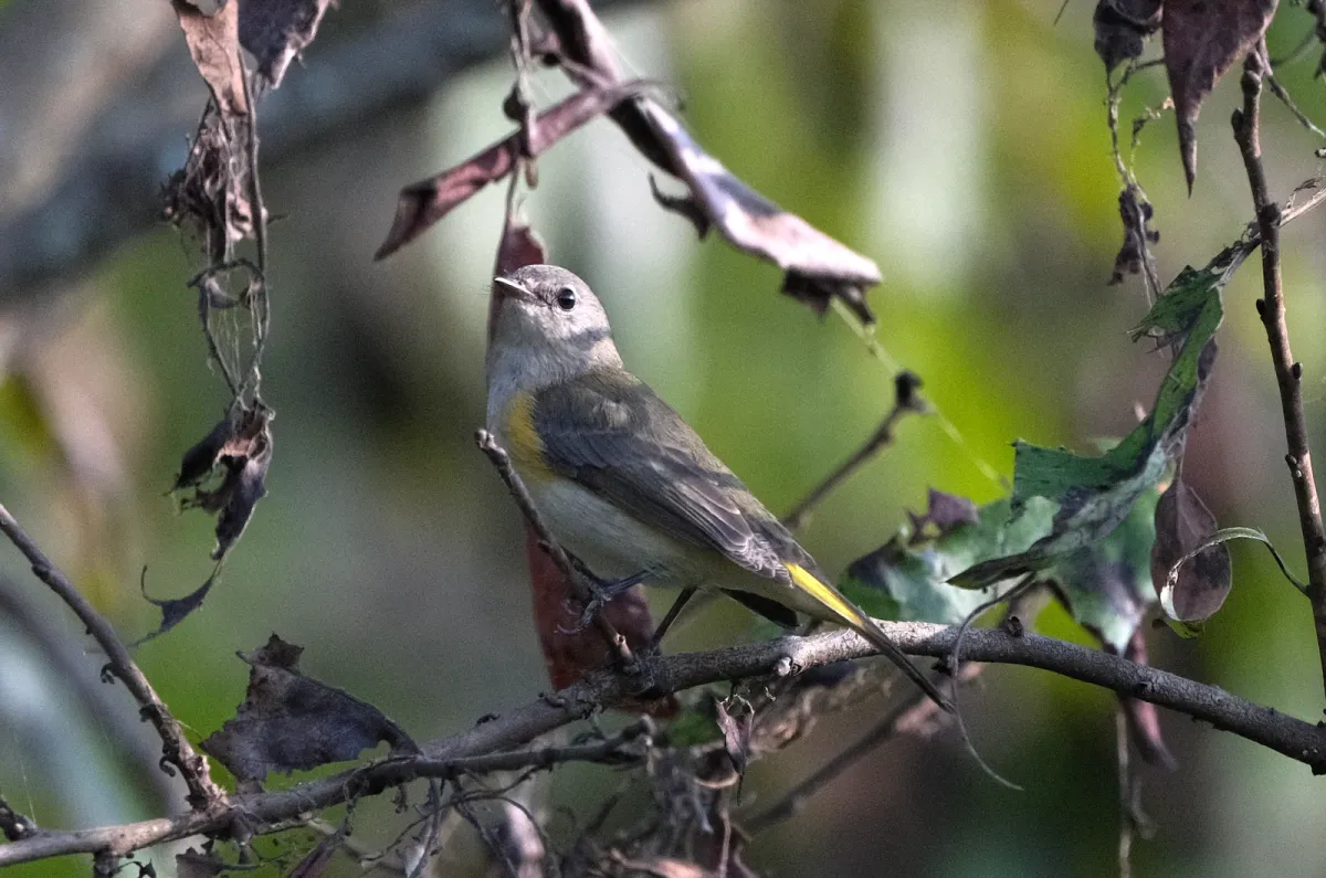 American Redstart, photographed