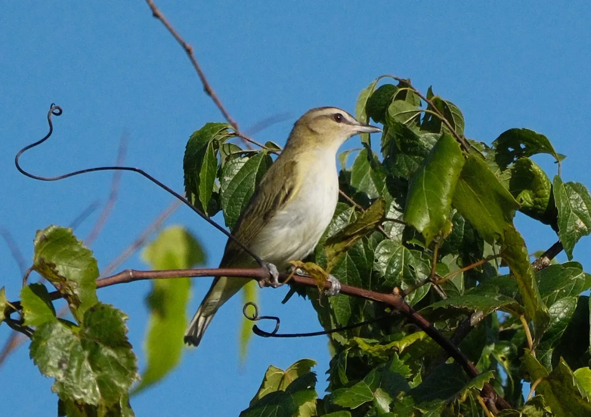 Red-eyed Vireo, photographed
