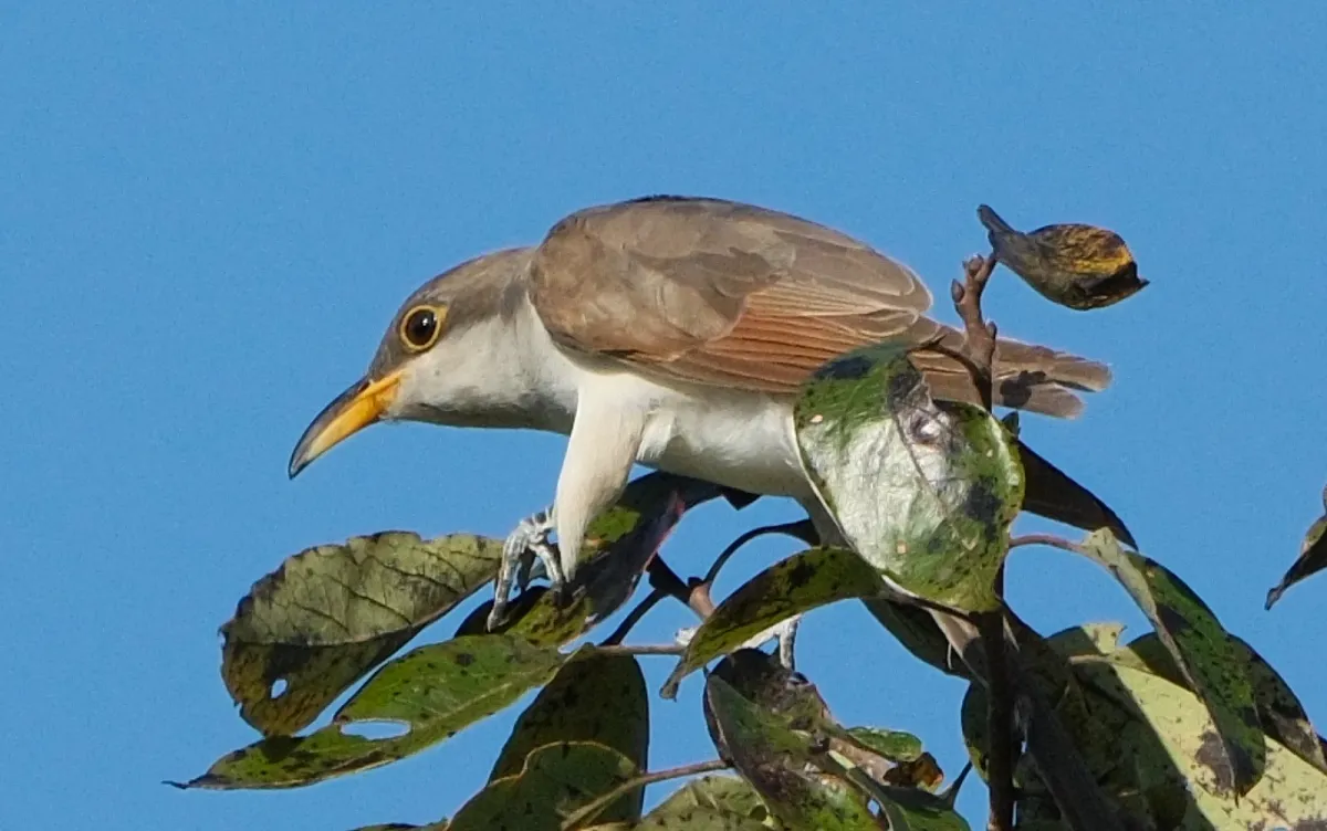 Yellow-billed Cuckoo, photographed
