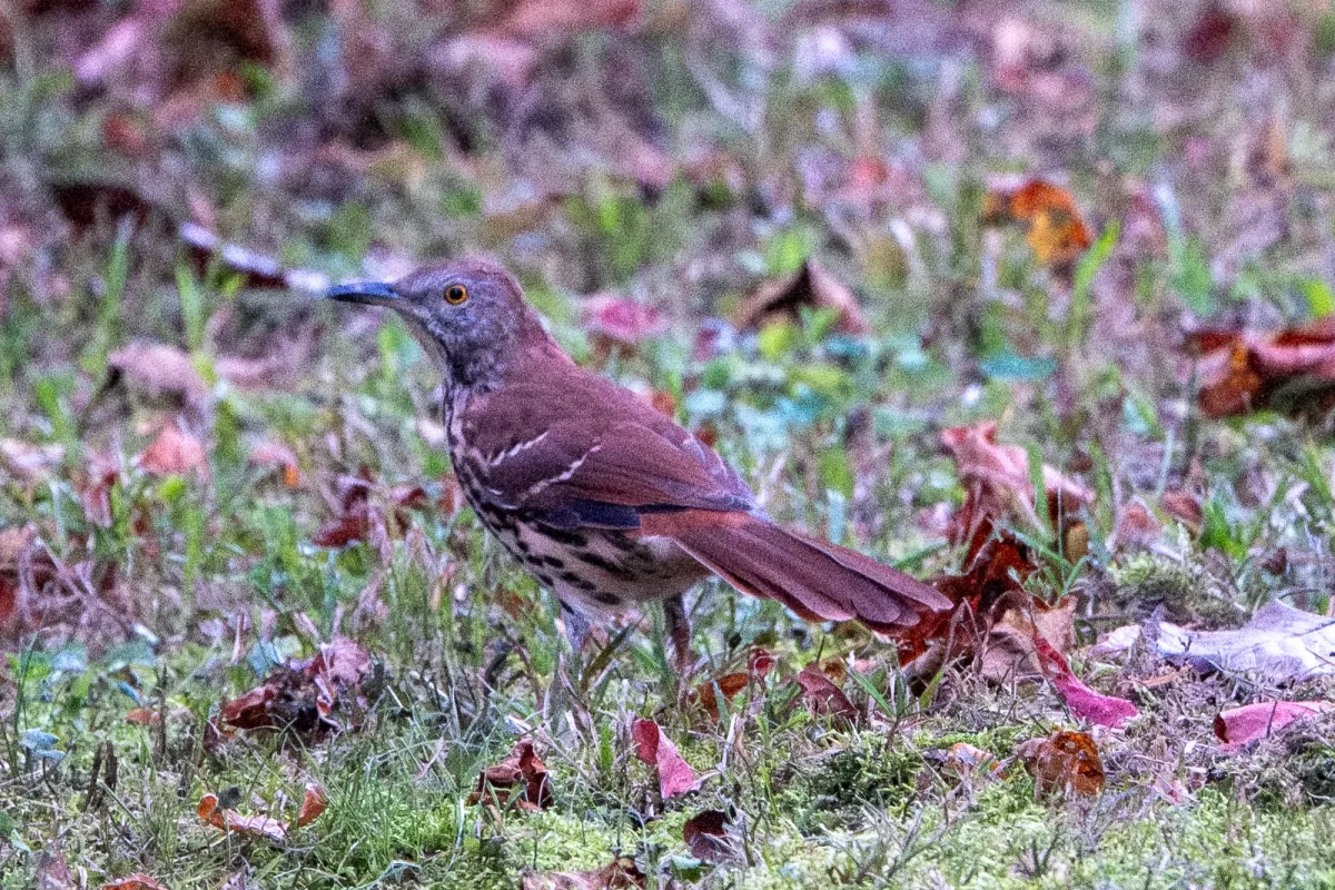 Brown Thrasher, photographed
