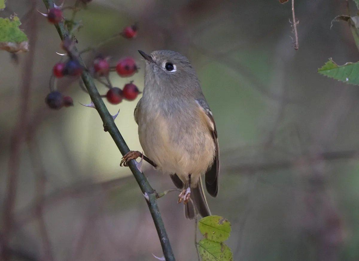 Ruby-crowned Kinglet, photographed