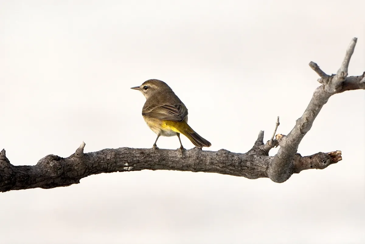 Palm Warbler, photographed