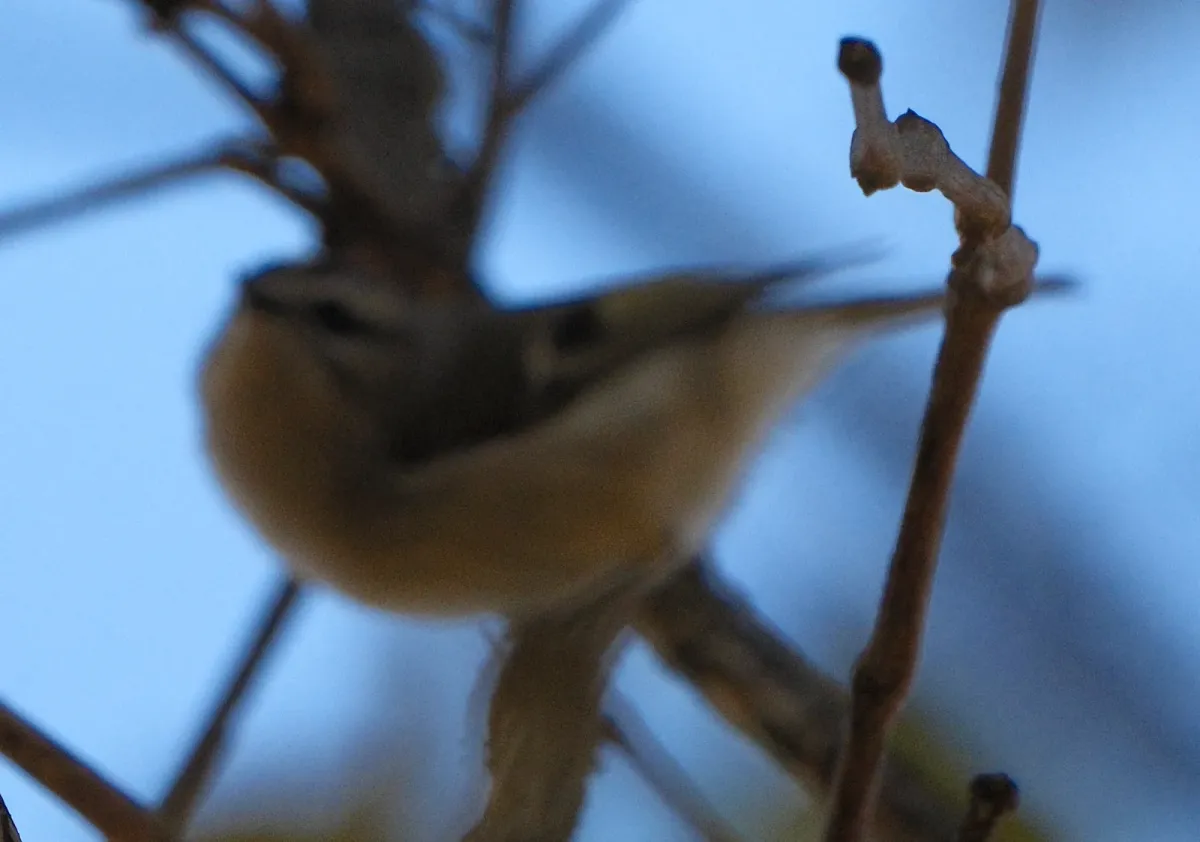 Golden-crowned Kinglet, photographed