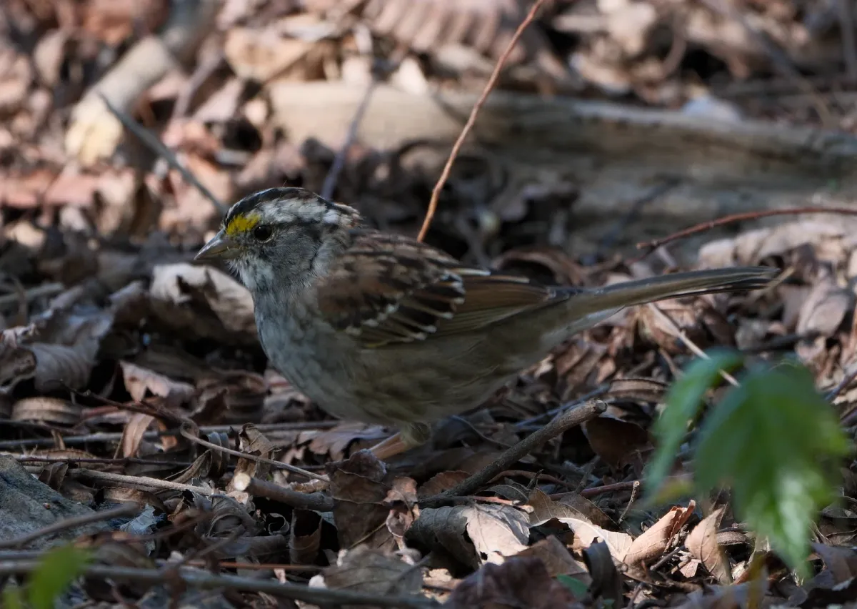 White-throated Sparrow, photographed