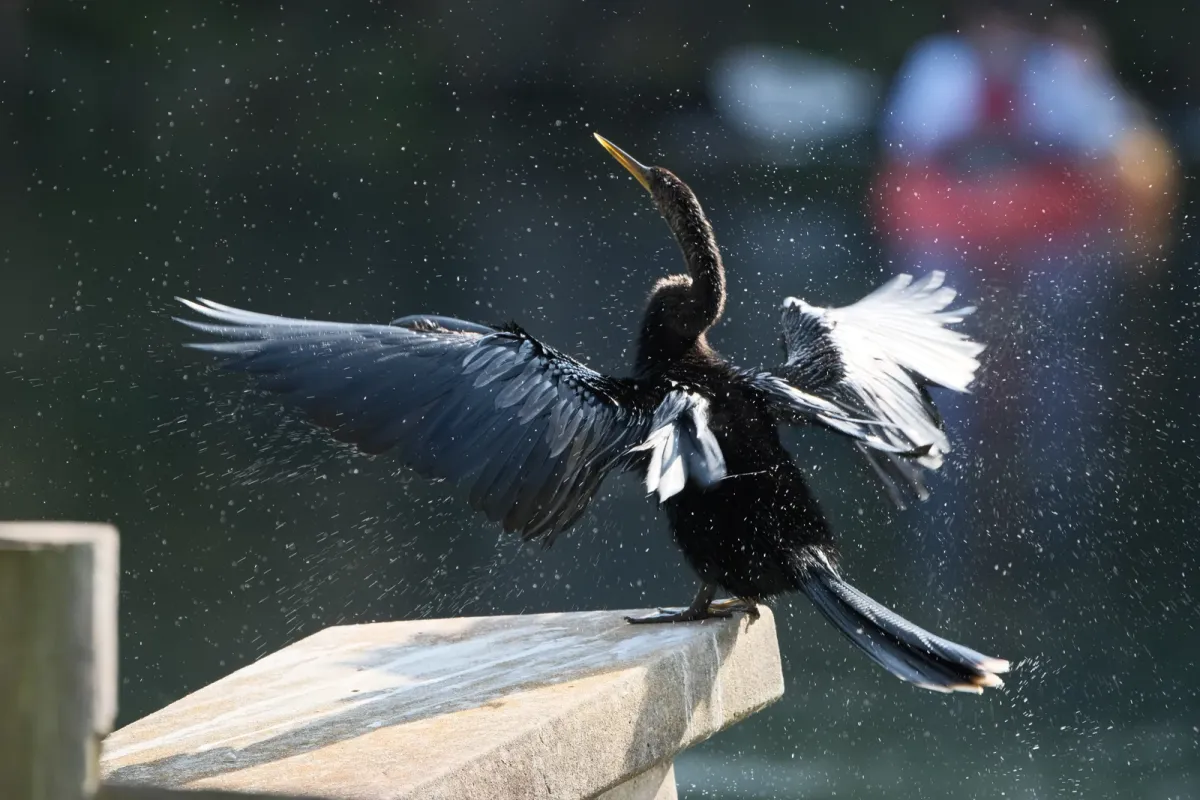 Anhinga, photographed