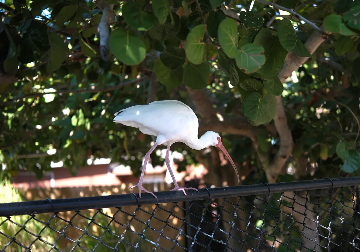 White Ibis, photographed