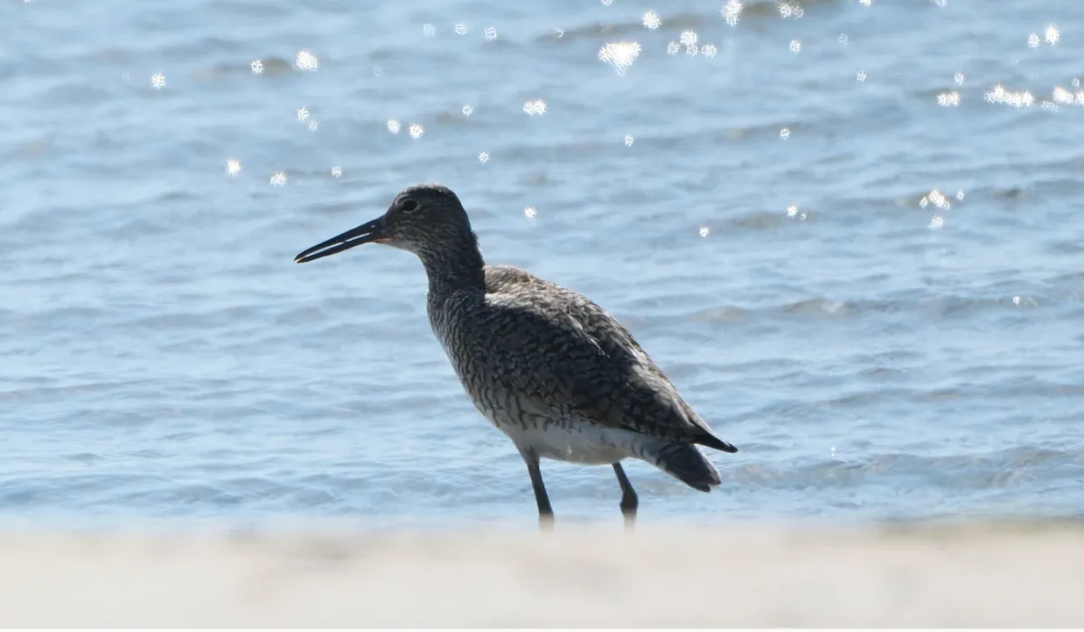 Willet, photographed