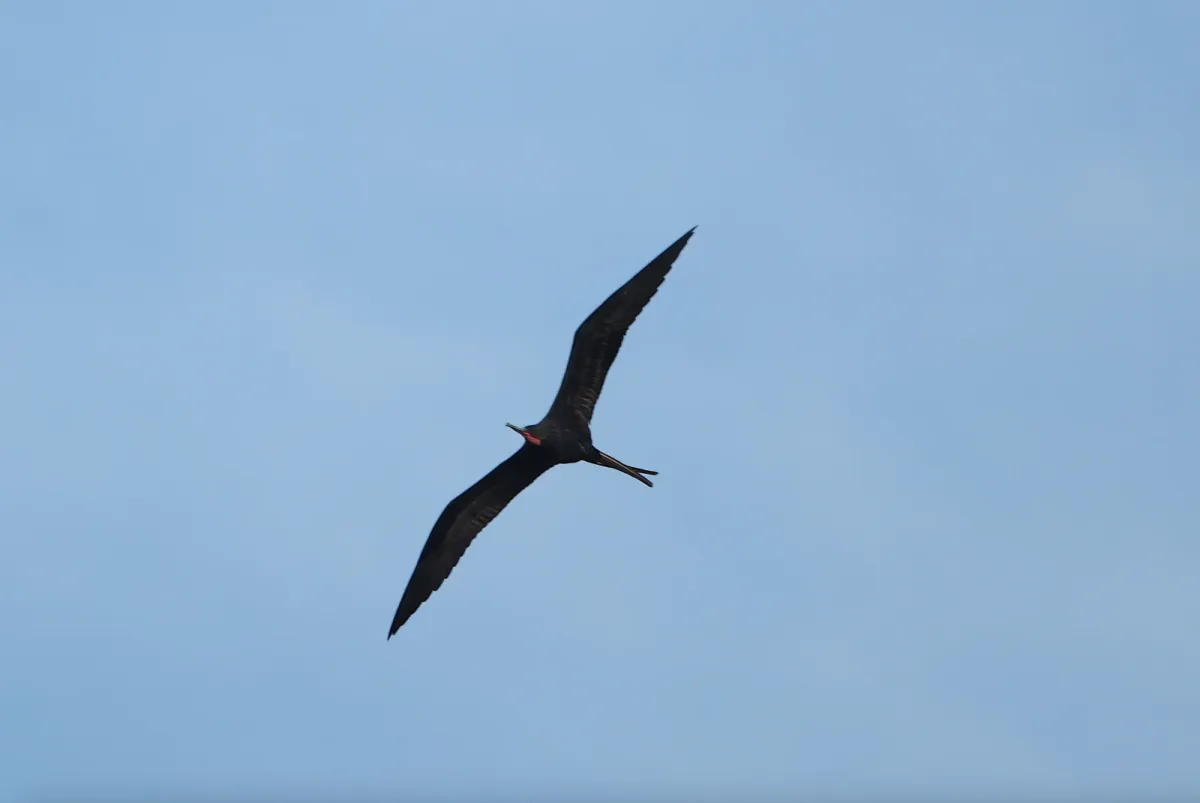 Magnificent Frigatebird, photographed