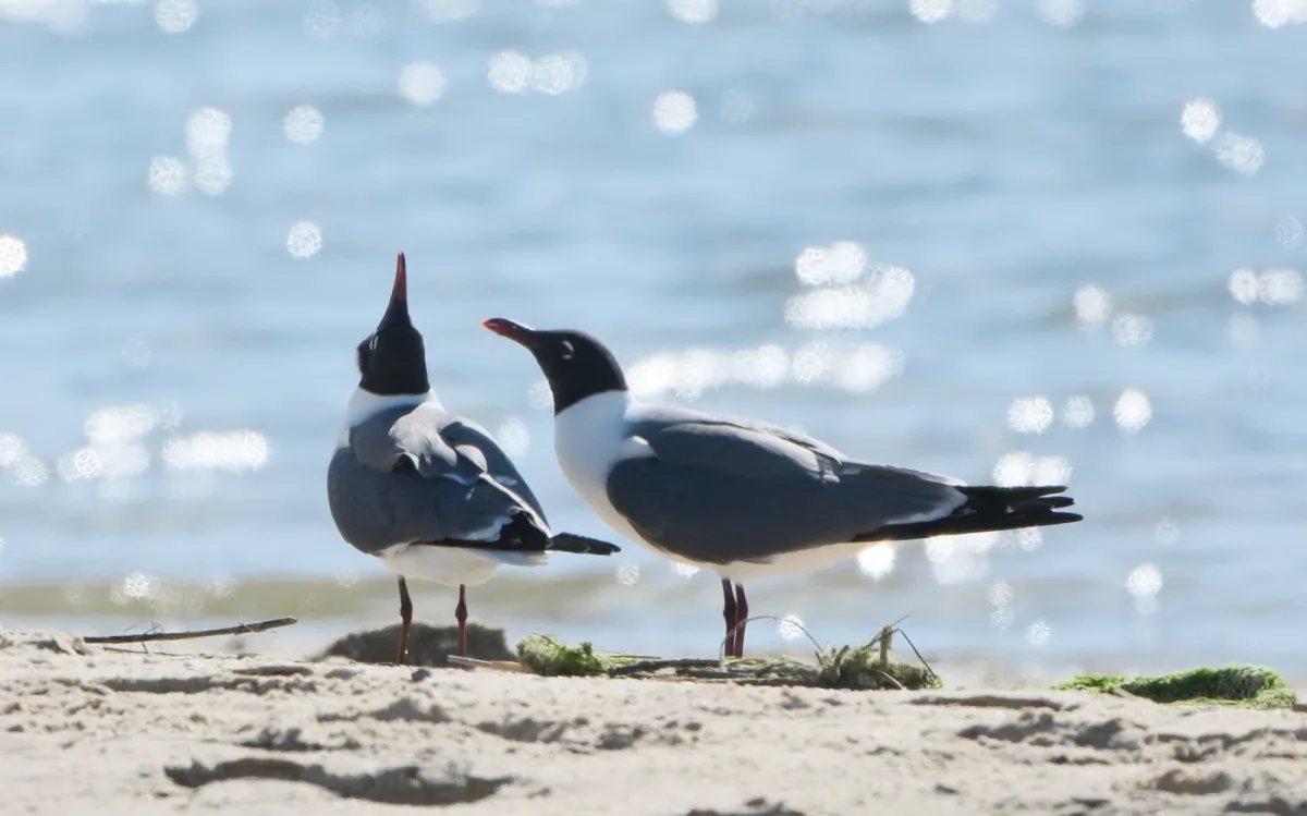 Laughing Gull, photographed