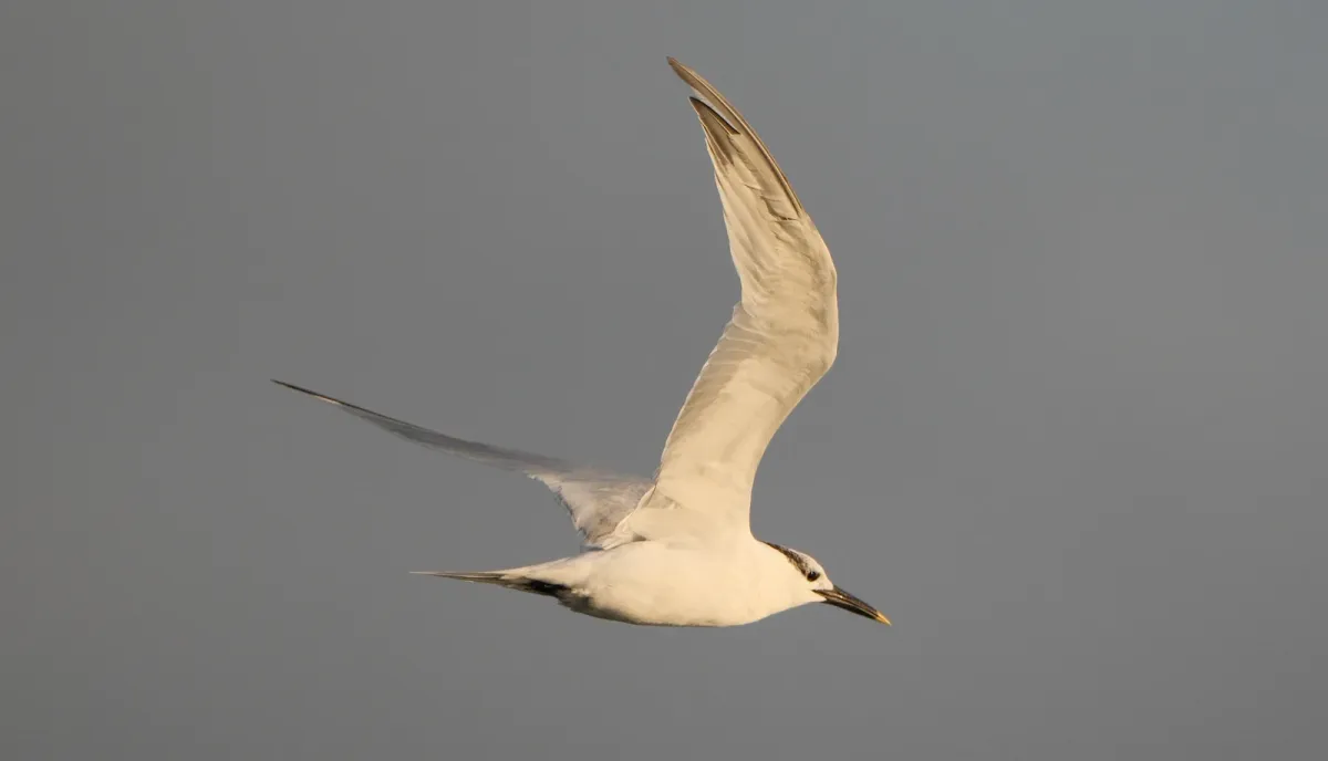Sandwich Tern, photographed