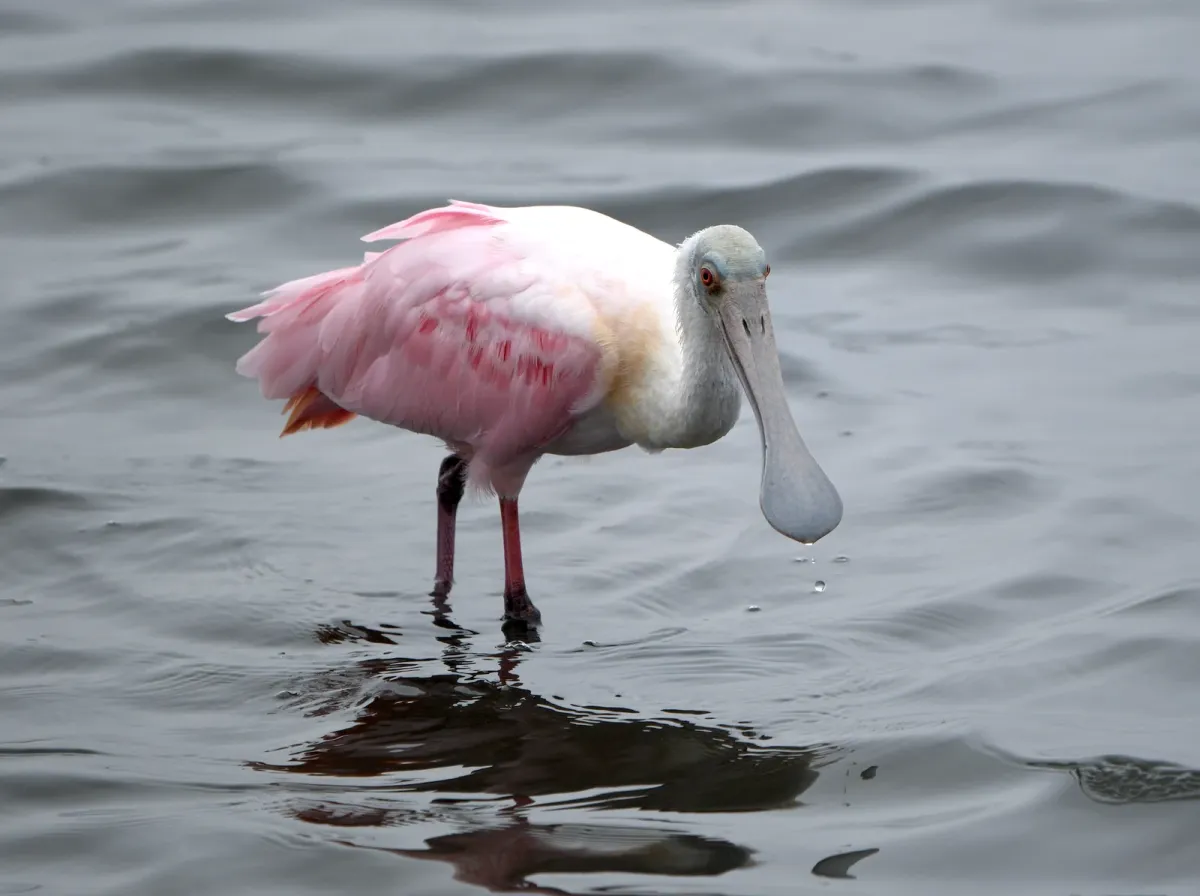 Roseate Spoonbill, photographed