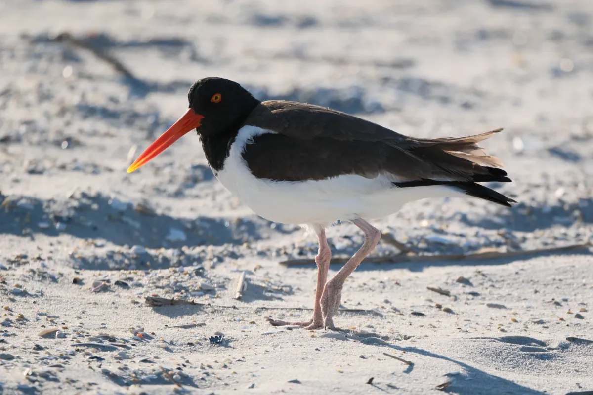 American Oystercatcher, photographed