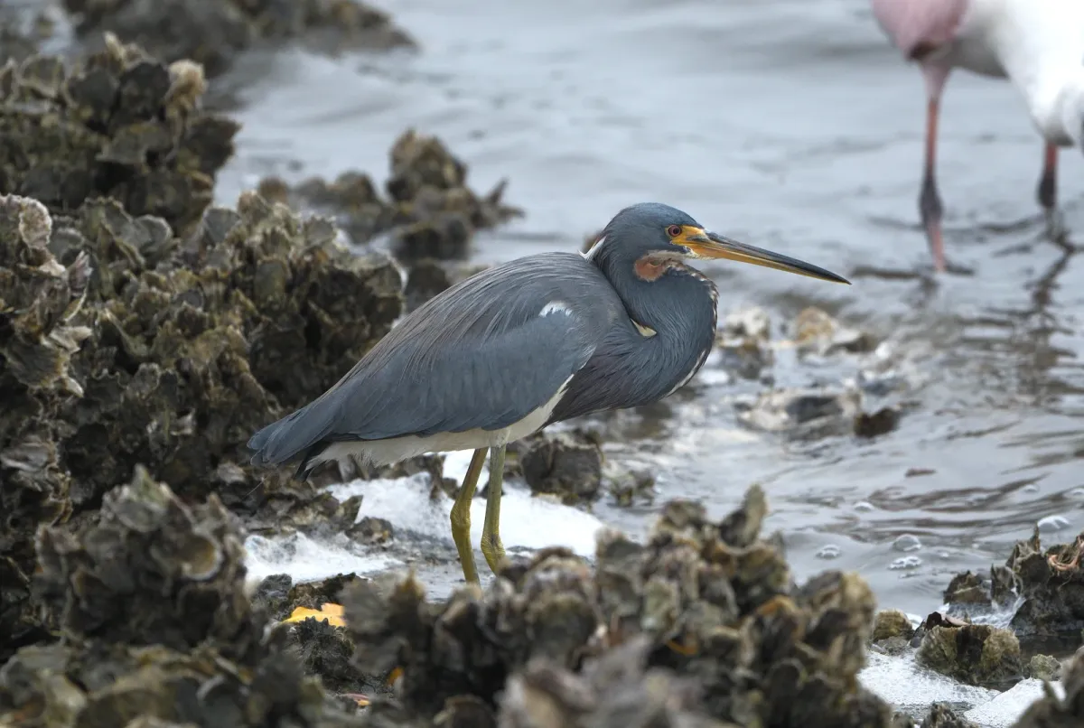 Tricolored Heron, photographed