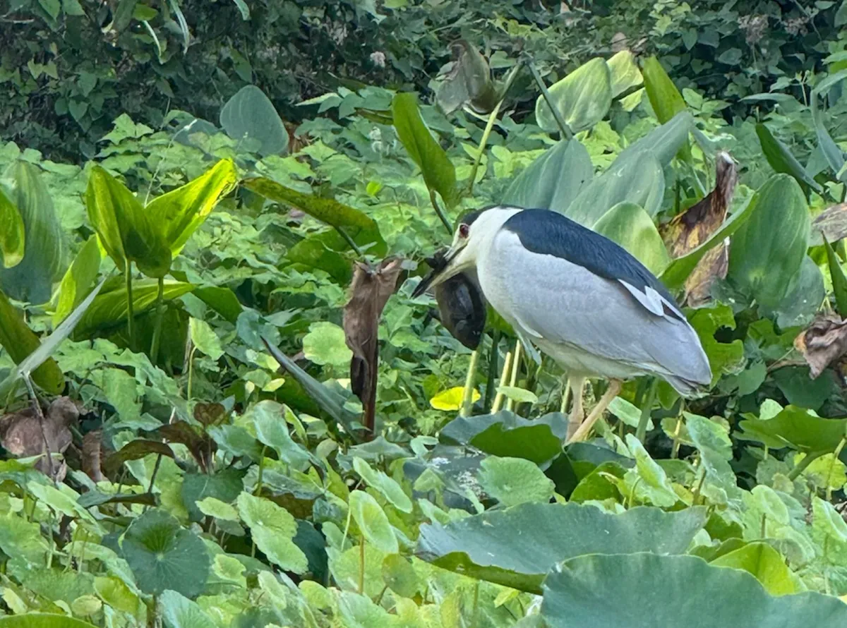 Black-crowned Night Heron, photographed