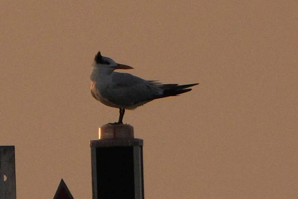 Royal Tern, photographed