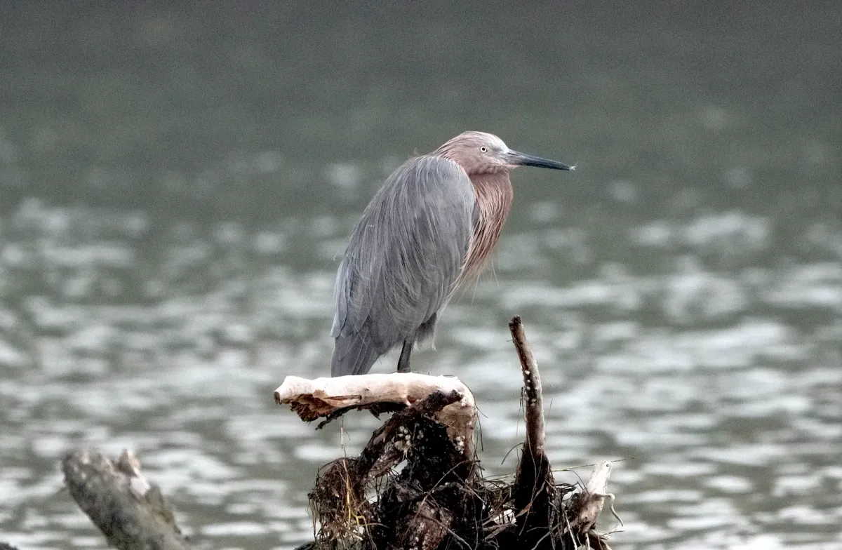 Reddish Egret, photographed