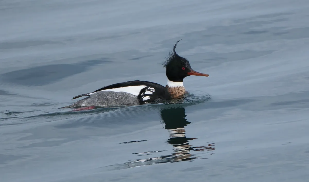 Red-breasted Merganser, photographed