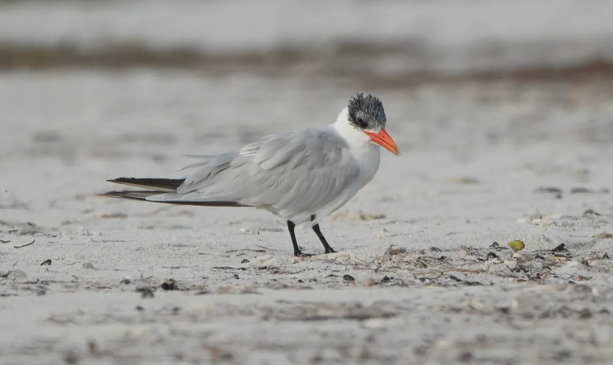 Caspian Tern, photographed