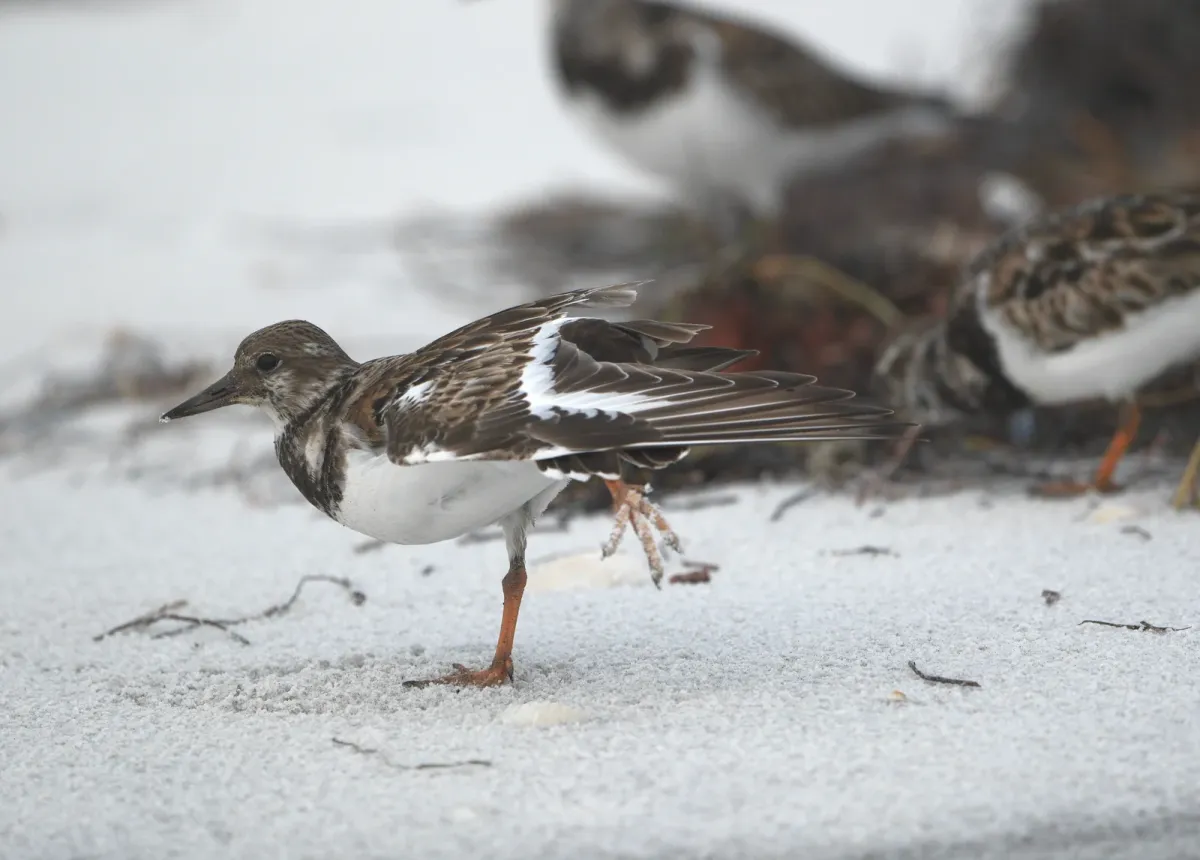 Ruddy Turnstone, photographed