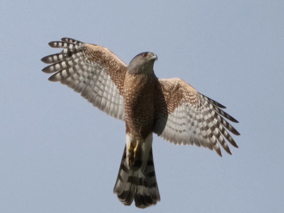 Cooper’s Hawk, photographed