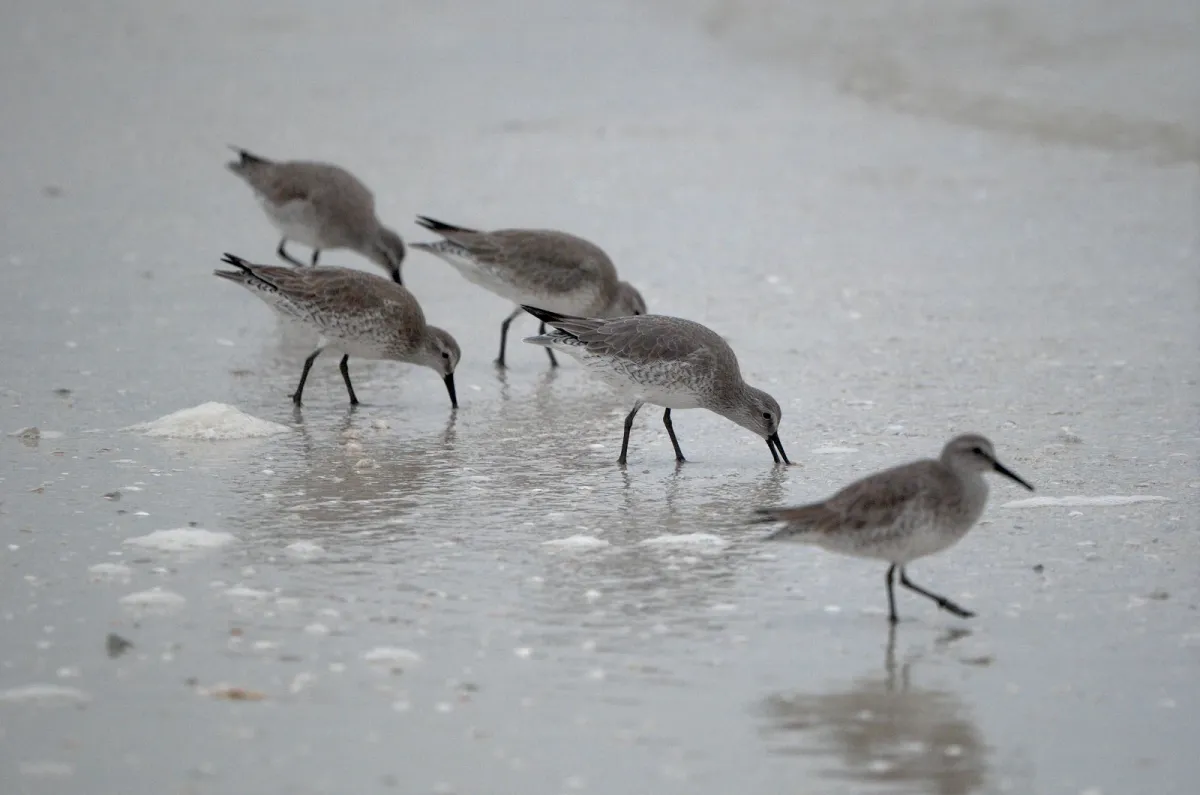 Red Knot, photographed